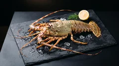 Madagascar spiny lobster